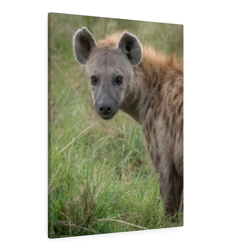 Hyena Stare - Canvas - Visiting This World