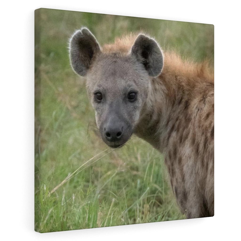 Hyena Stare - Canvas - Visiting This World