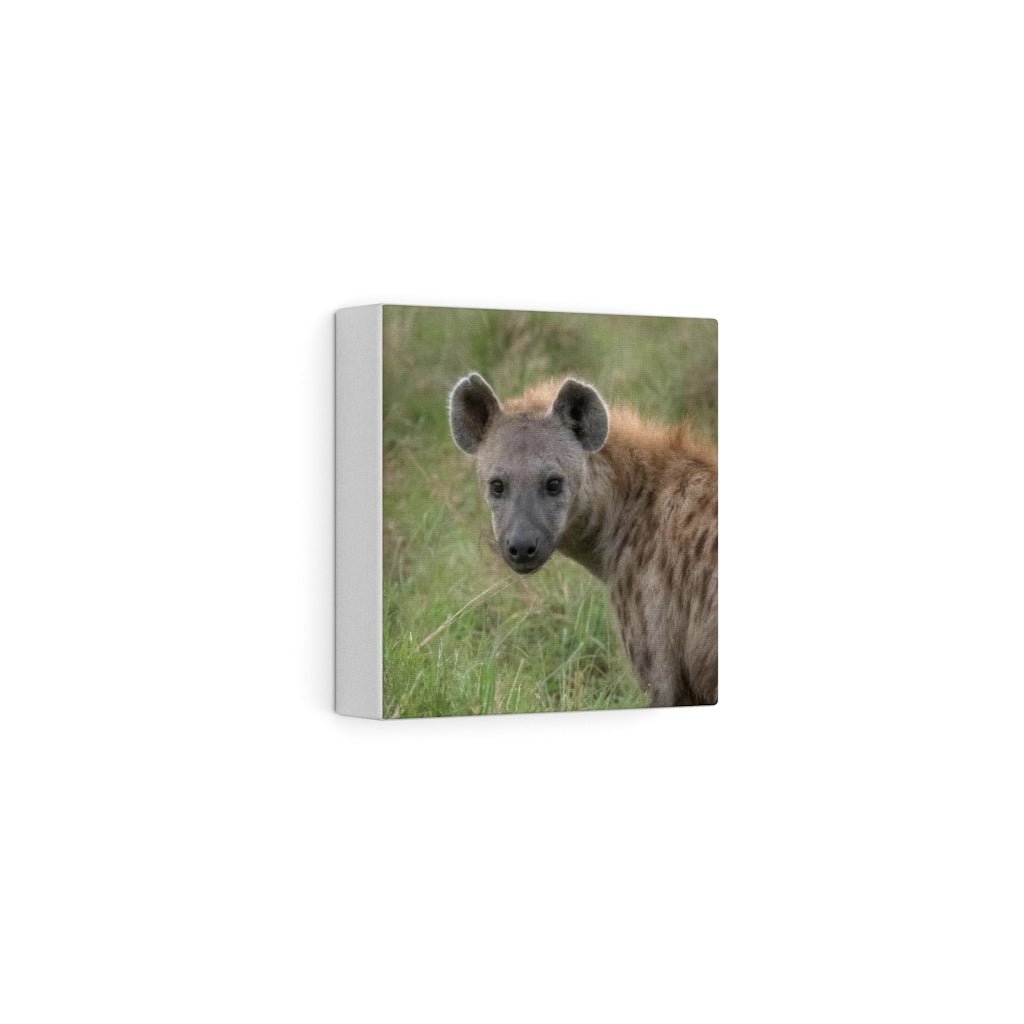 Hyena Stare - Canvas - Visiting This World