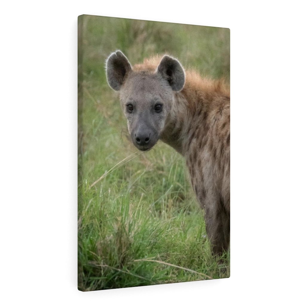 Hyena Stare - Canvas - Visiting This World