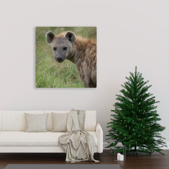 Hyena Stare - Canvas - Visiting This World