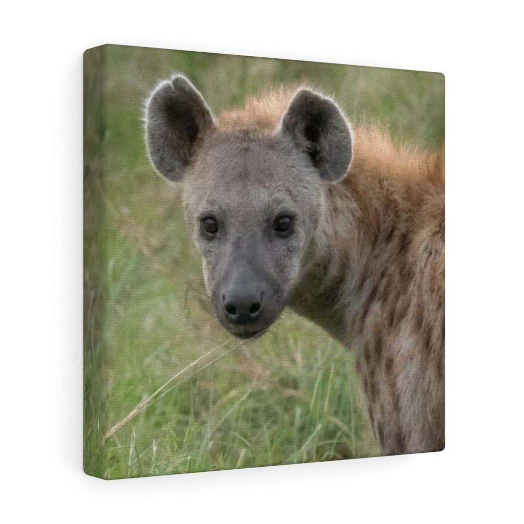 Hyena Stare - Canvas - Visiting This World