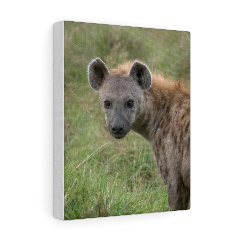 Hyena Stare - Canvas - Visiting This World