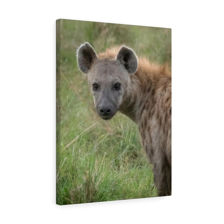 Hyena Stare - Canvas - Visiting This World