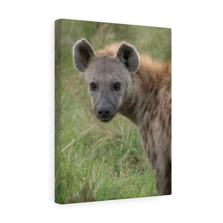 Hyena Stare - Canvas - Visiting This World