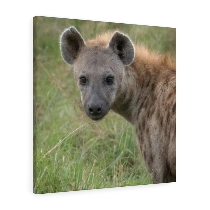 Hyena Stare - Canvas - Visiting This World