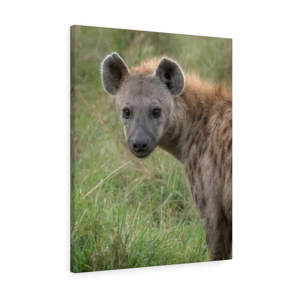 Hyena Stare - Canvas - Visiting This World