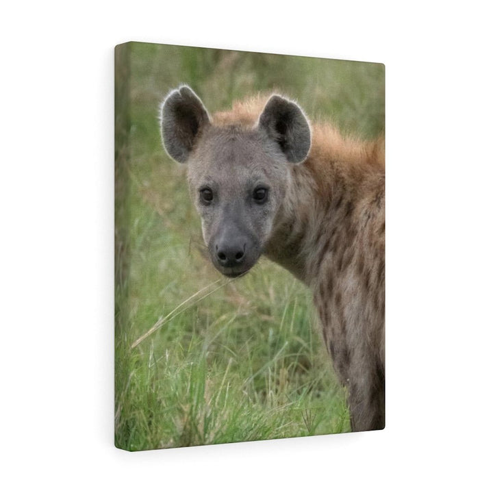 Hyena Stare - Canvas - Visiting This World