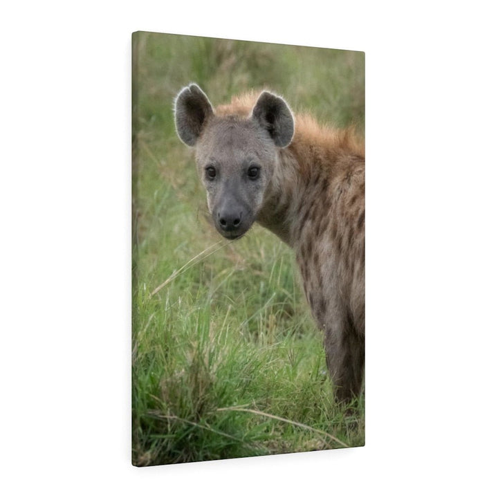 Hyena Stare - Canvas - Visiting This World