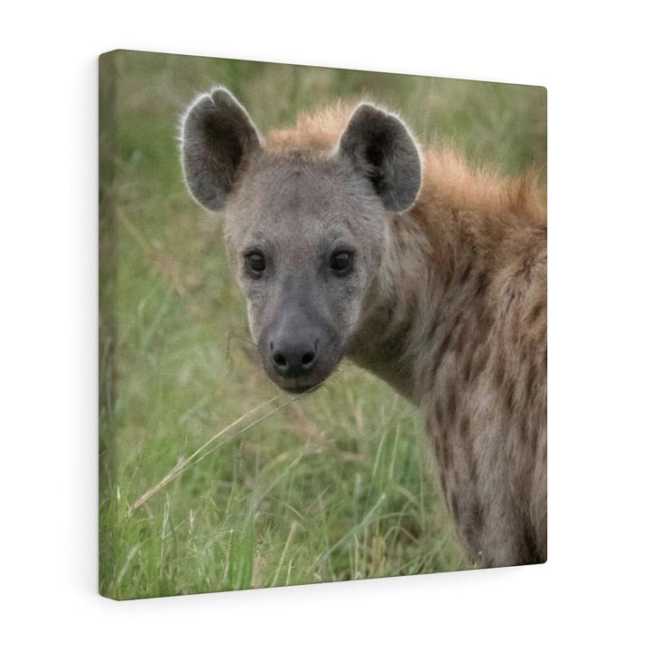 Hyena Stare - Canvas - Visiting This World