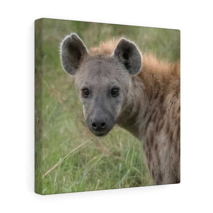 Hyena Stare - Canvas - Visiting This World