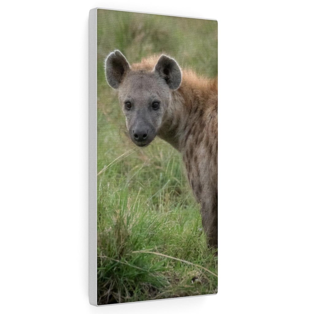 Hyena Stare - Canvas - Visiting This World