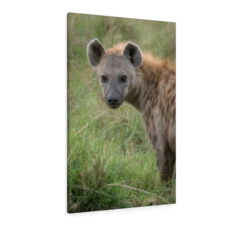 Hyena Stare - Canvas - Visiting This World