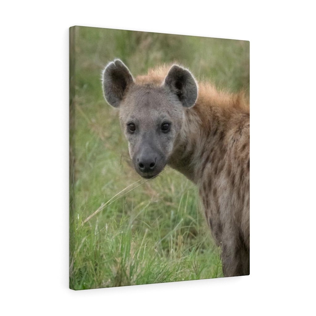 Hyena Stare - Canvas - Visiting This World