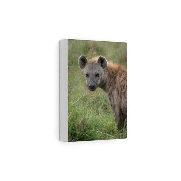 Hyena Stare - Canvas - Visiting This World