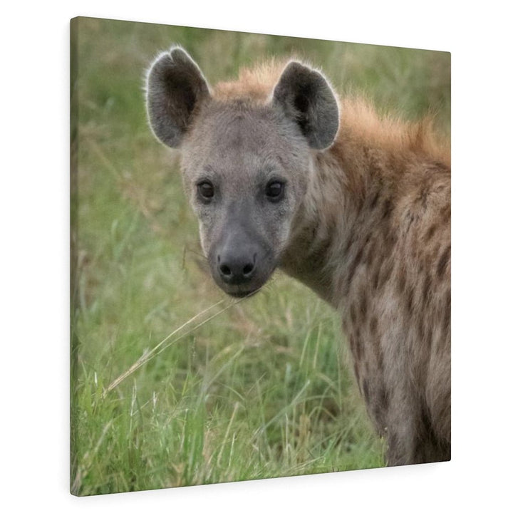 Hyena Stare - Canvas - Visiting This World