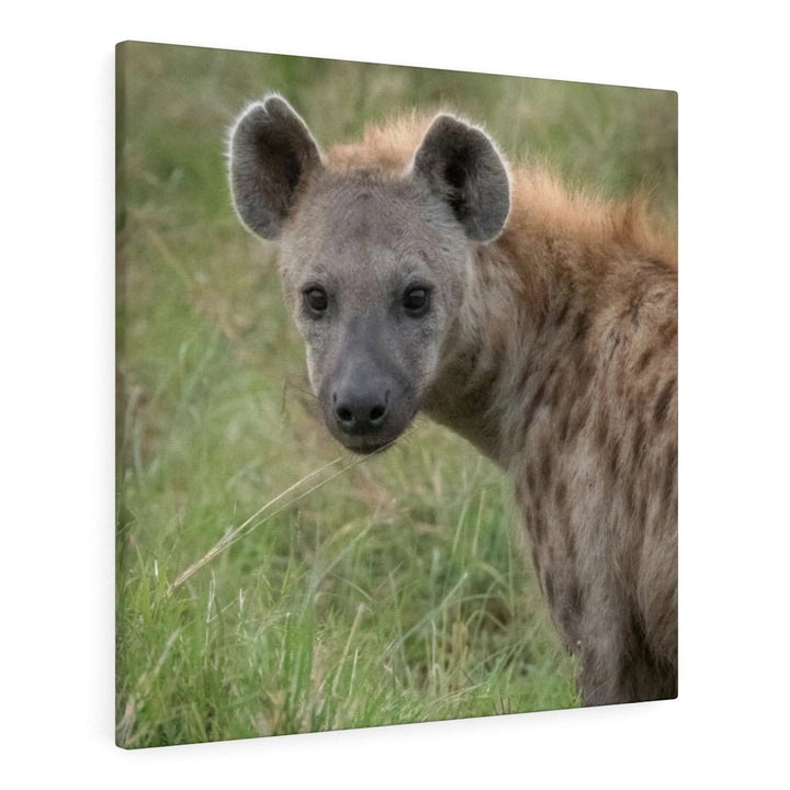 Hyena Stare - Canvas - Visiting This World