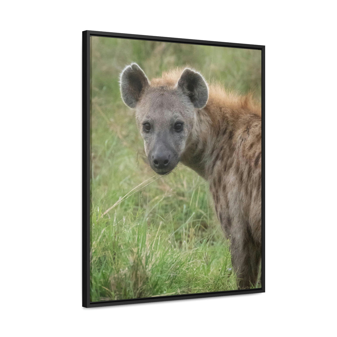 Hyena Stare - Canvas With Frame - Visiting This World