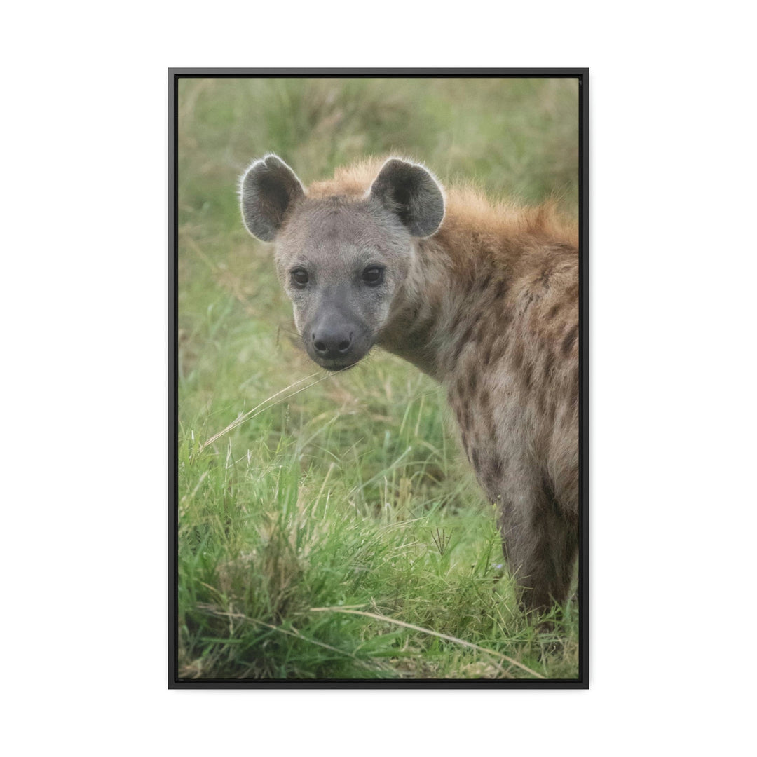 Hyena Stare - Canvas With Frame - Visiting This World