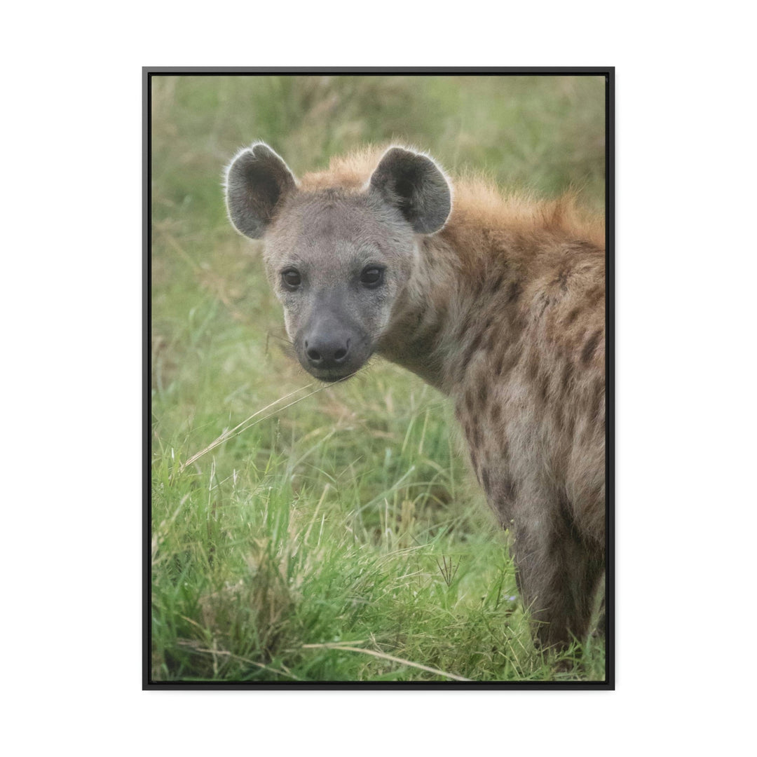 Hyena Stare - Canvas With Frame - Visiting This World