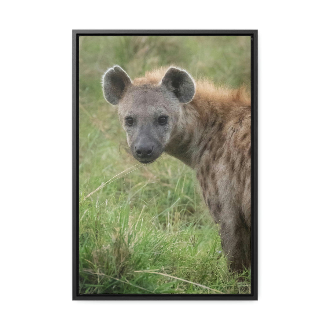 Hyena Stare - Canvas With Frame - Visiting This World