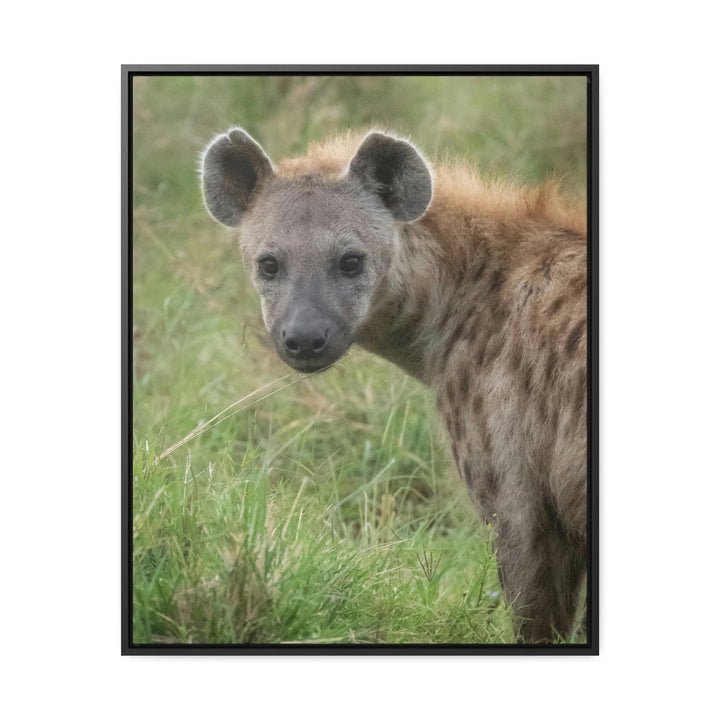 Hyena Stare - Canvas With Frame - Visiting This World