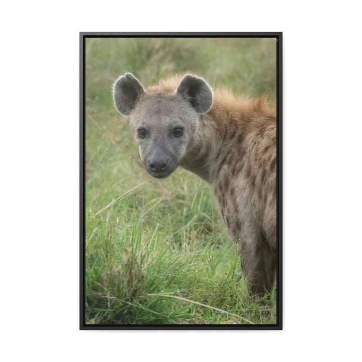 Hyena Stare - Canvas With Frame - Visiting This World