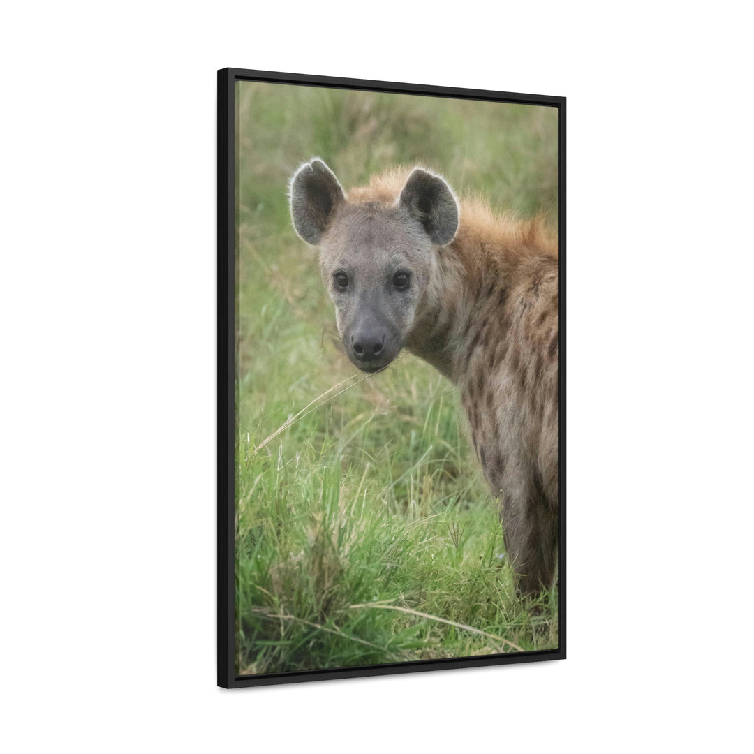 Hyena Stare - Canvas With Frame - Visiting This World