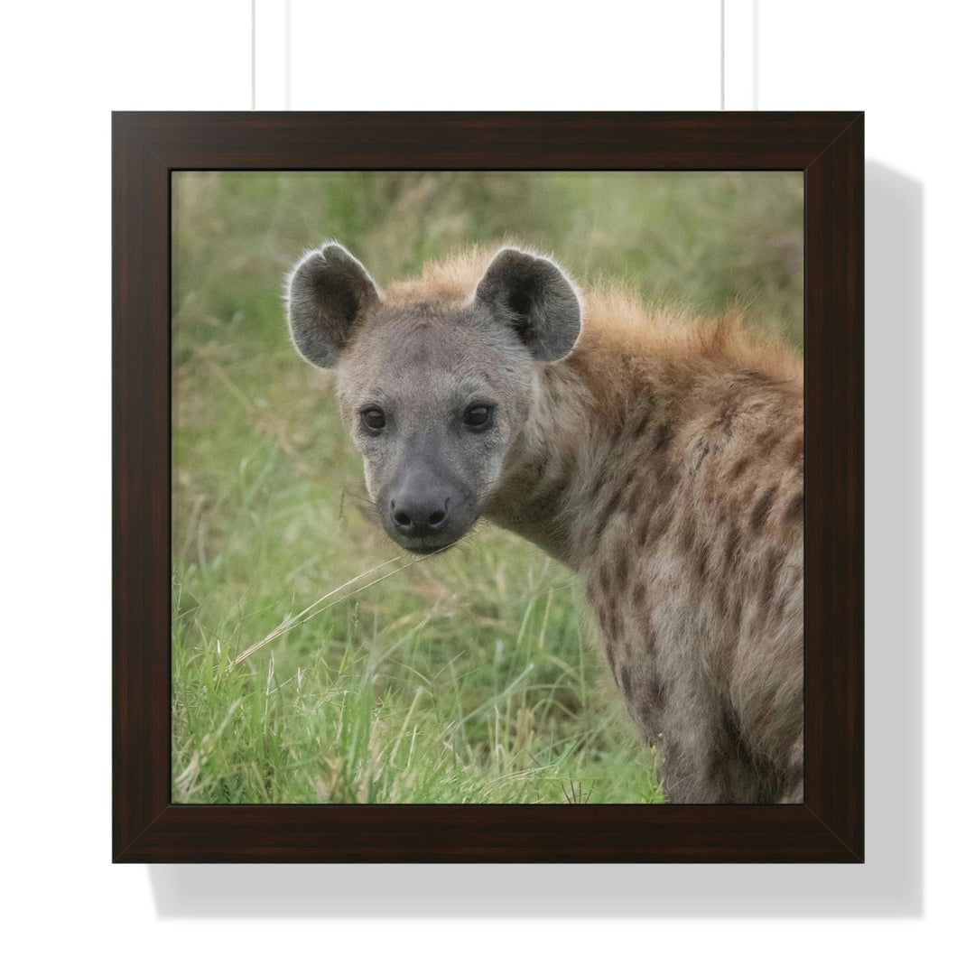 Hyena Stare - Framed Print - Visiting This World