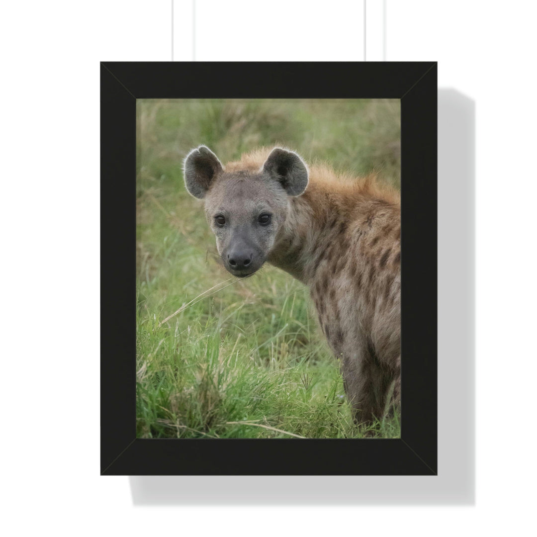 Hyena Stare - Framed Print - Visiting This World