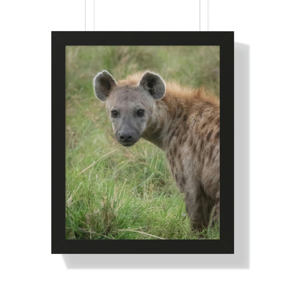 Hyena Stare - Framed Print - Visiting This World