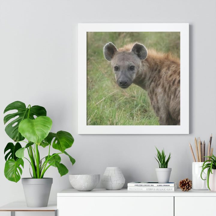 Hyena Stare - Framed Print - Visiting This World