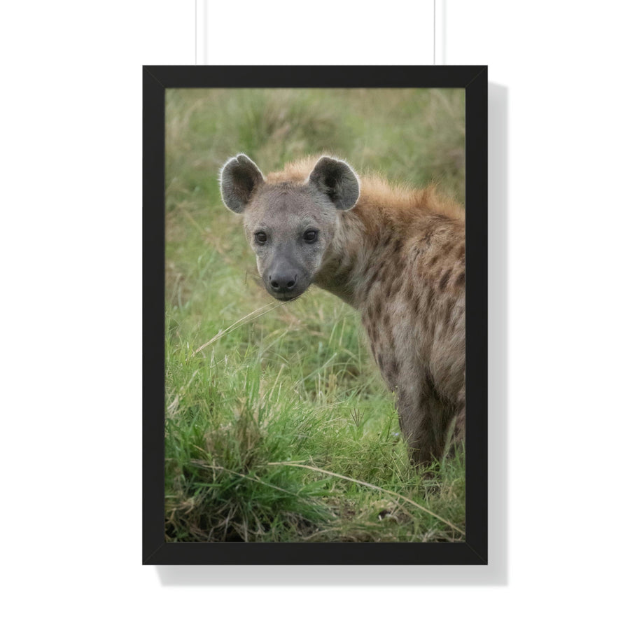 Hyena Stare - Framed Print - Visiting This World