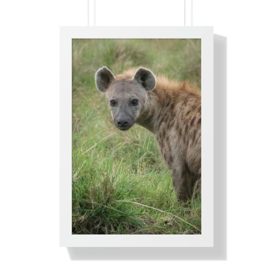 Hyena Stare - Framed Print - Visiting This World