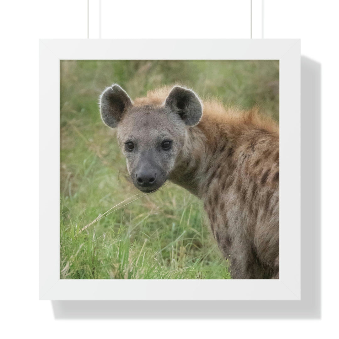 Hyena Stare - Framed Print - Visiting This World