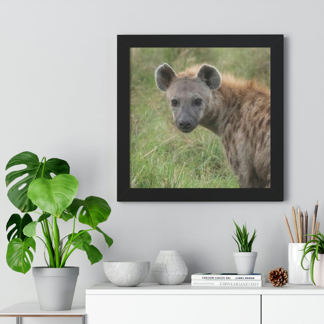 Hyena Stare - Framed Print - Visiting This World