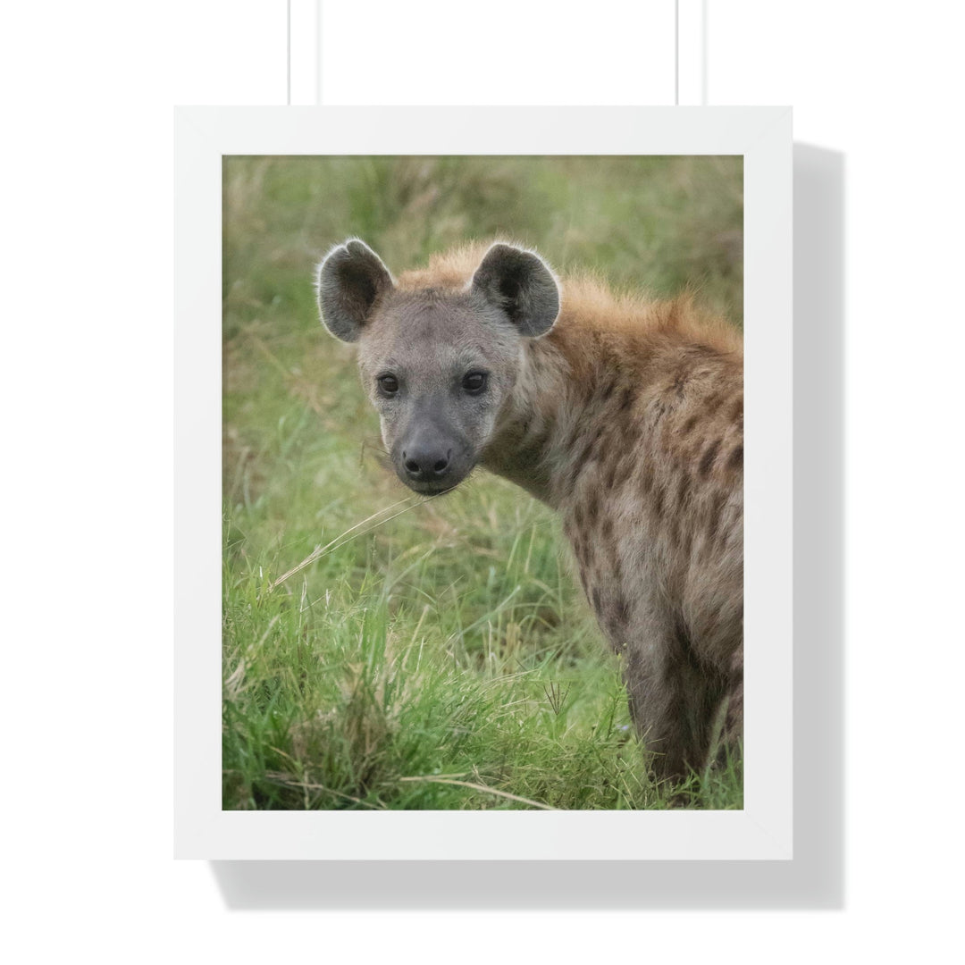 Hyena Stare - Framed Print - Visiting This World