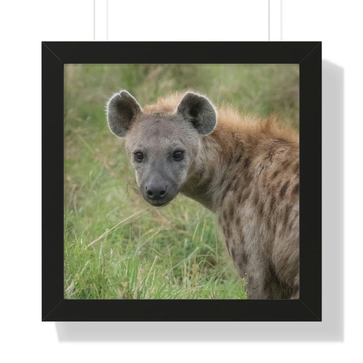 Hyena Stare - Framed Print - Visiting This World