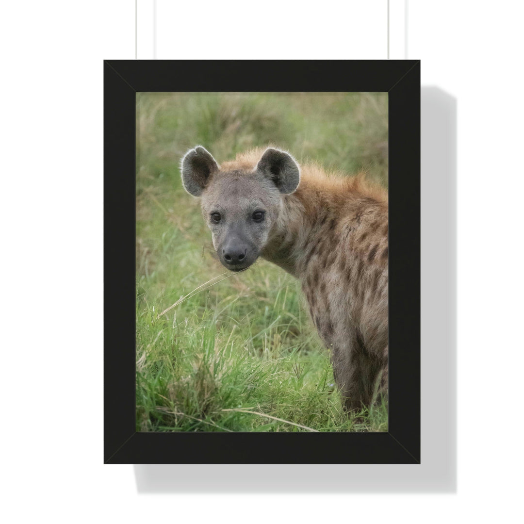 Hyena Stare - Framed Print - Visiting This World