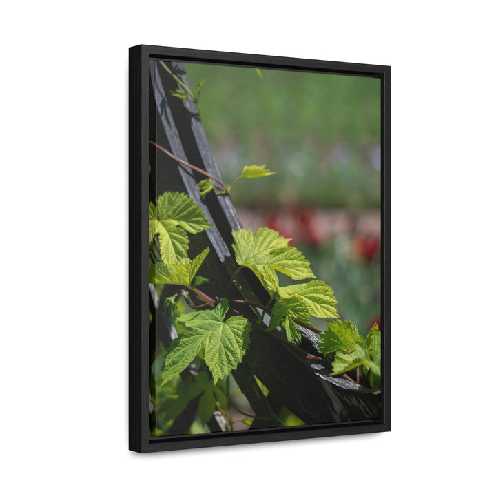 Ivy-Covered Fence - Canvas with Frame - Visiting This World