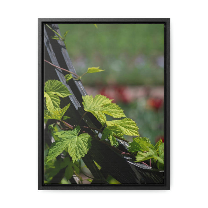 Ivy-Covered Fence - Canvas with Frame - Visiting This World