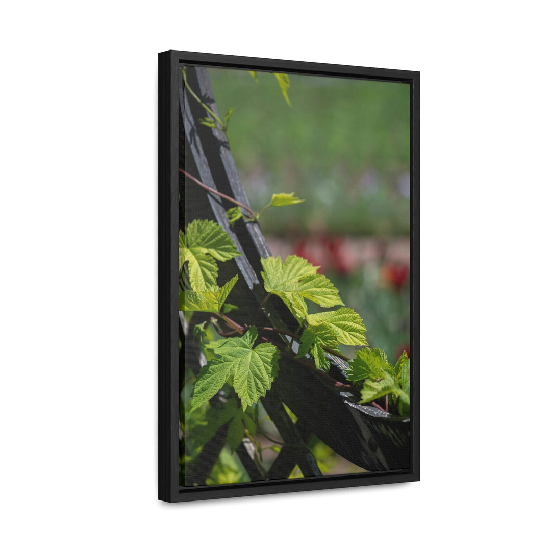 Ivy-Covered Fence - Canvas with Frame - Visiting This World