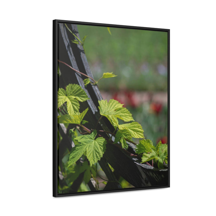 Ivy-Covered Fence - Canvas with Frame - Visiting This World