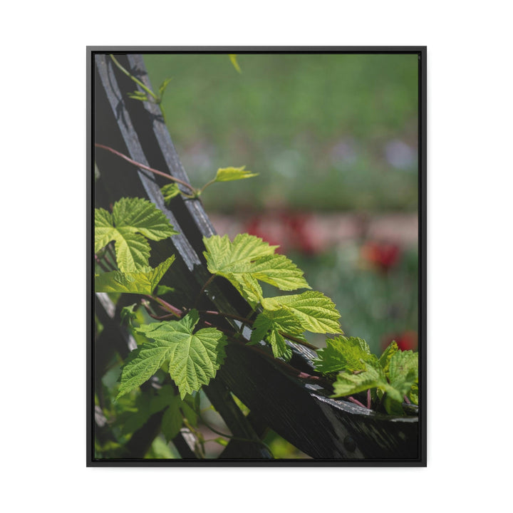 Ivy-Covered Fence - Canvas with Frame - Visiting This World