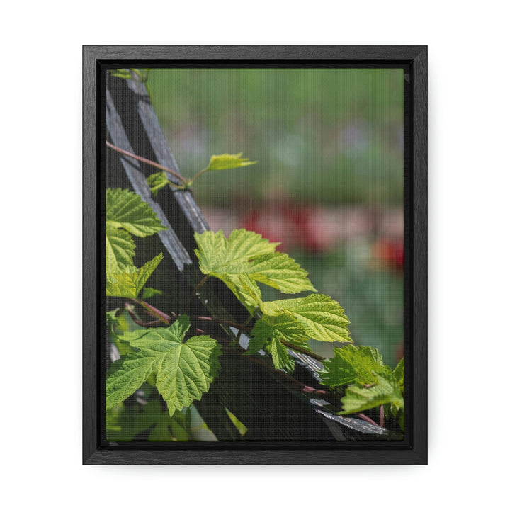 Ivy-Covered Fence - Canvas with Frame - Visiting This World