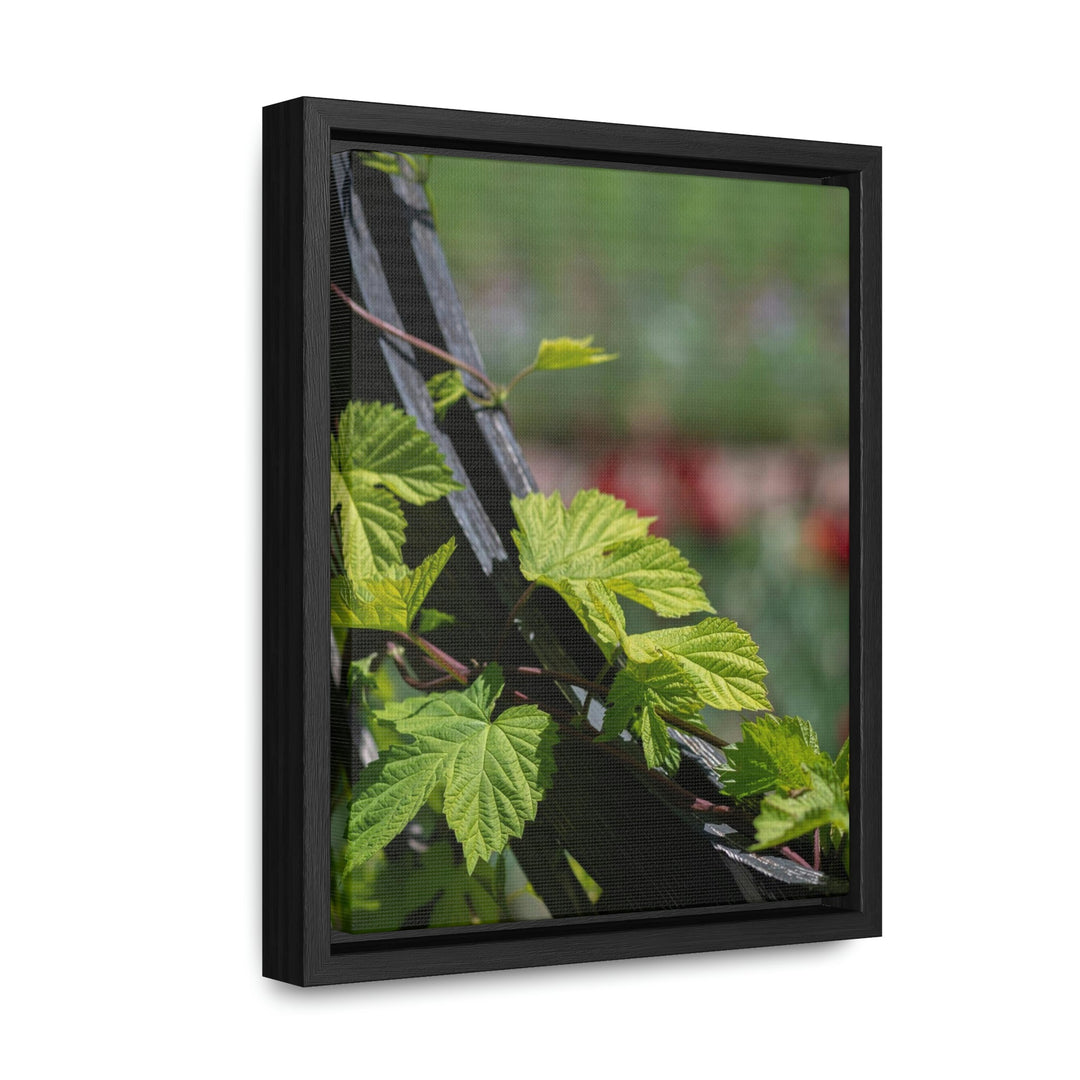 Ivy-Covered Fence - Canvas with Frame - Visiting This World