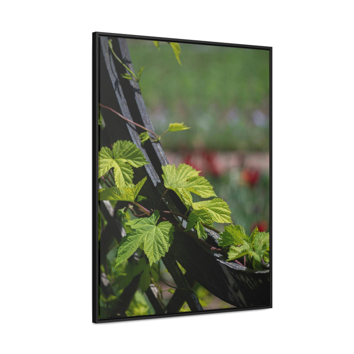 Ivy-Covered Fence - Canvas with Frame - Visiting This World