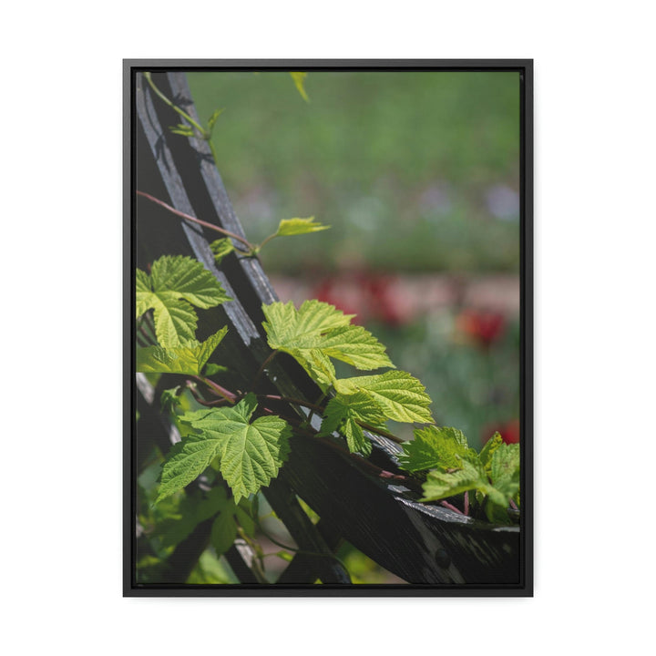 Ivy-Covered Fence - Canvas with Frame - Visiting This World