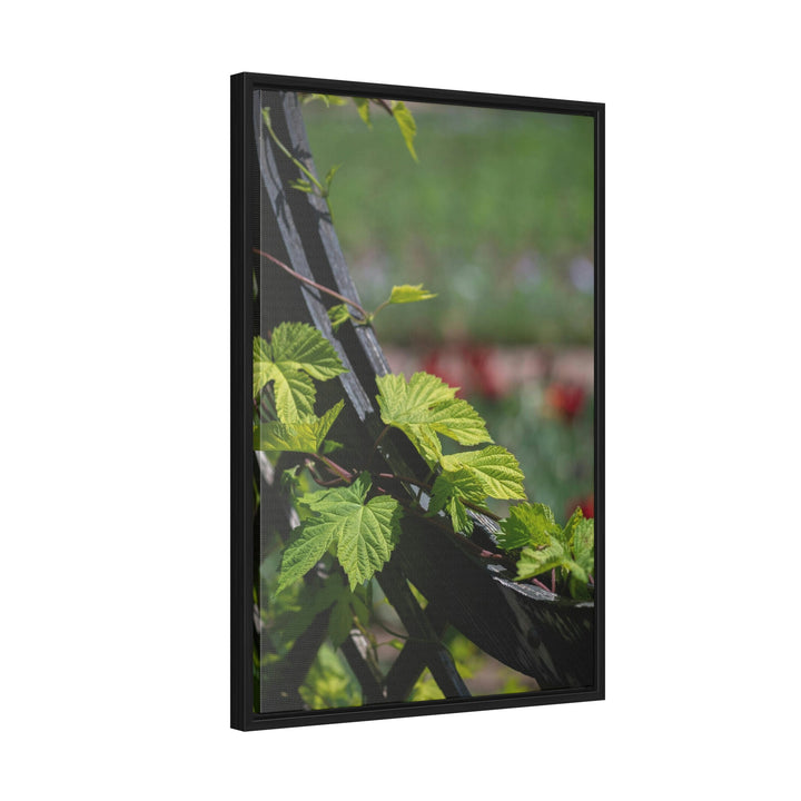 Ivy-Covered Fence - Canvas with Frame - Visiting This World