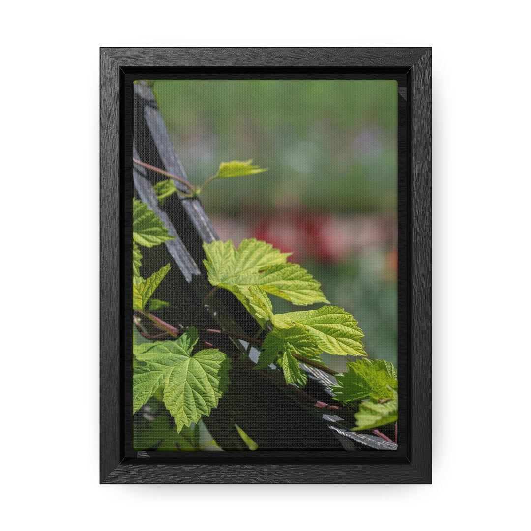 Ivy-Covered Fence - Canvas with Frame - Visiting This World